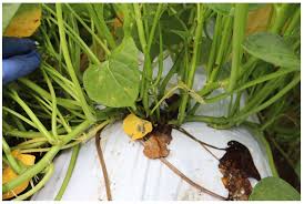 Attēlu rezultāti vaicājumam “Stemonitopsis amoena stalked”