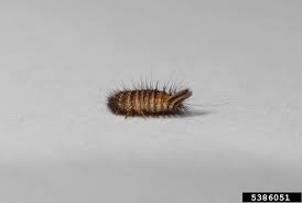 Attēlu rezultāti vaicājumam “Anthrenus scrophulariae”