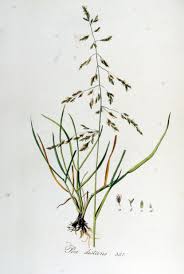 Attēlu rezultāti vaicājumam “Puccinellia distans”