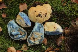 Attēlu rezultāti vaicājumam “Gyroporus cyanescens”