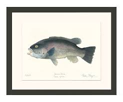 Image result for Tautoga onitis