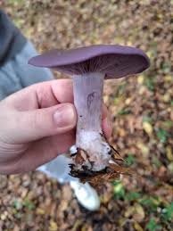 Attēlu rezultāti vaicājumam “Collybia sp.”