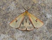 Attēlu rezultāti vaicājumam “Diacrisia sannio female”