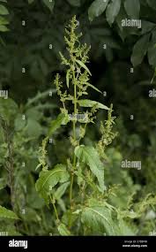 Attēlu rezultāti vaicājumam “Rumex obtusifolius fruit”