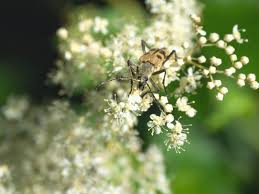 Attēlu rezultāti vaicājumam “Pachyta quadrimaculata”