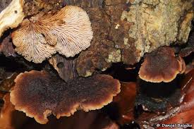 Attēlu rezultāti vaicājumam “Lentinellus ursinus”