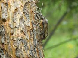 Attēlu rezultāti vaicājumam “Oxymirus cursor”