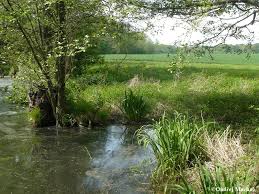 Attēlu rezultāti vaicājumam “Craspedosoma rawlinsi”