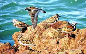 Attēlu rezultāti vaicājumam “Arenaria interpres adult”