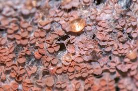 Attēlu rezultāti vaicājumam “Willkommlangea reticulata”