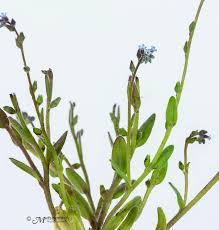 Attēlu rezultāti vaicājumam “Myosotis stricta”