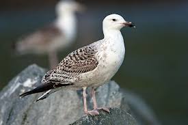 Attēlu rezultāti vaicājumam “Larus marinus”