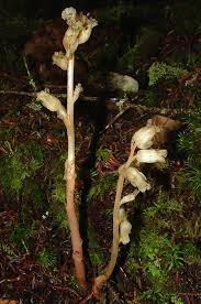 Attēlu rezultāti vaicājumam “Monotropa hypopitys”
