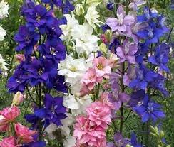 Image result for Delphinium consolida