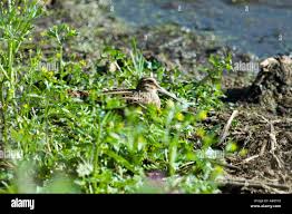 Attēlu rezultāti vaicājumam “Gallinago gallinago nest”