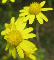 Attēlu rezultāti vaicājumam “Senecio vernalis leaf”