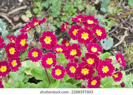 Attēlu rezultāti vaicājumam “Primula x polyantha”