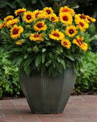 Image result for Gaillardia