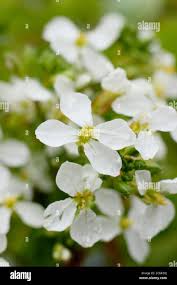 Attēlu rezultāti vaicājumam “Raphanus sativus flower”