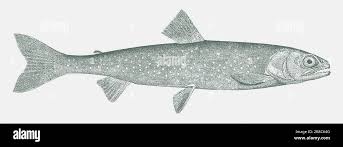 Image result for Salvelinus alpinus oquassa