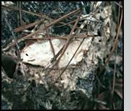 Attēlu rezultāti vaicājumam “Phlebiopsis gigantea”