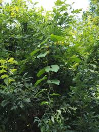 Attēlu rezultāti vaicājumam “Thladiantha dubia leaf”