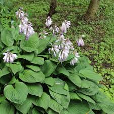 Image result for Hosta sieboldiana 'Elegans'