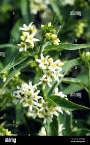 Attēlu rezultāti vaicājumam “Vincetoxicum hirundinaria”