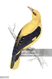 Attēlu rezultāti vaicājumam “Oriolus oriolus”