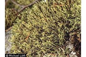 Attēlu rezultāti vaicājumam “Hedwigia ciliata”