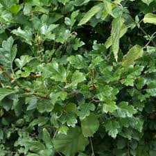 Attēlu rezultāti vaicājumam “Crataegus laevigata leaf”