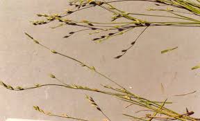 Attēlu rezultāti vaicājumam “Juncus bufonius”