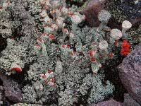 Attēlu rezultāti vaicājumam “Cladonia coccifera”