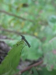 Attēlu rezultāti vaicājumam “Sylvicola sp.”