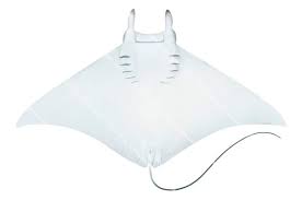 Image result for Mobula hypostoma