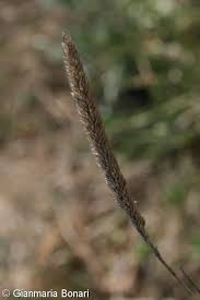 Attēlu rezultāti vaicājumam “Phleum phleoides fruit”