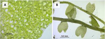 Attēlu rezultāti vaicājumam “Cladopodiella fluitans”