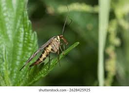 Attēlu rezultāti vaicājumam “Panorpa communis”