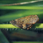 Attēlu rezultāti vaicājumam “Aphrophora alni”