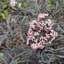 Attēlu rezultāti vaicājumam “Sambucus nigra flower”