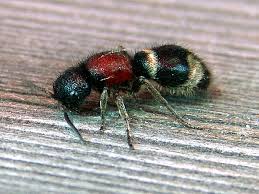 Attēlu rezultāti vaicājumam “Mutilla europaea”