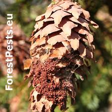 Attēlu rezultāti vaicājumam “Dioryctria abietella”