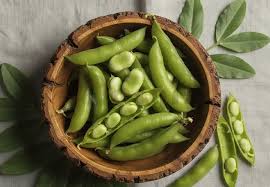 Attēlu rezultāti vaicājumam “Vicia faba”