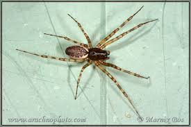 Attēlu rezultāti vaicājumam “Neriene montana”