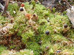 Attēlu rezultāti vaicājumam “Fossombronia wondraczekii”