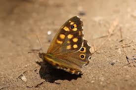 Attēlu rezultāti vaicājumam “Pararge aegeria”