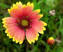 Image result for Gaillardia pulchella
