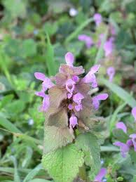 Attēlu rezultāti vaicājumam “Lamium purpureum flower”