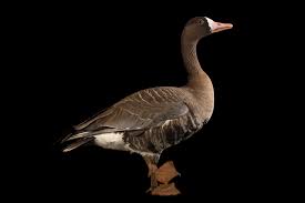 Attēlu rezultāti vaicājumam “Anser albifrons”