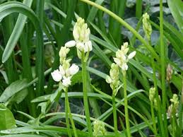 Attēlu rezultāti vaicājumam “Orchis militaris leaf”